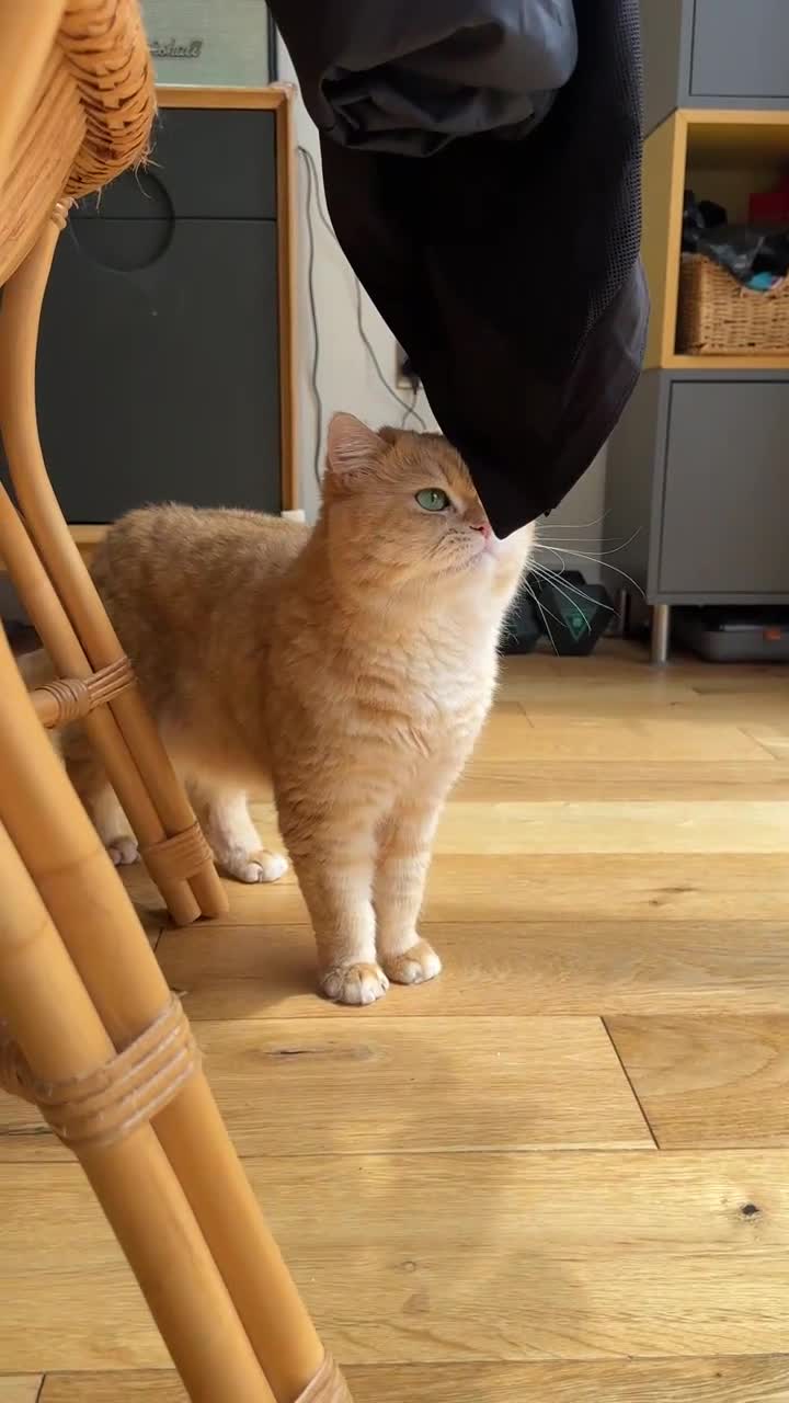British Shorthair cats for sale: Stunning BSH Golden Boy TICA reg pedigree  - Video 1
