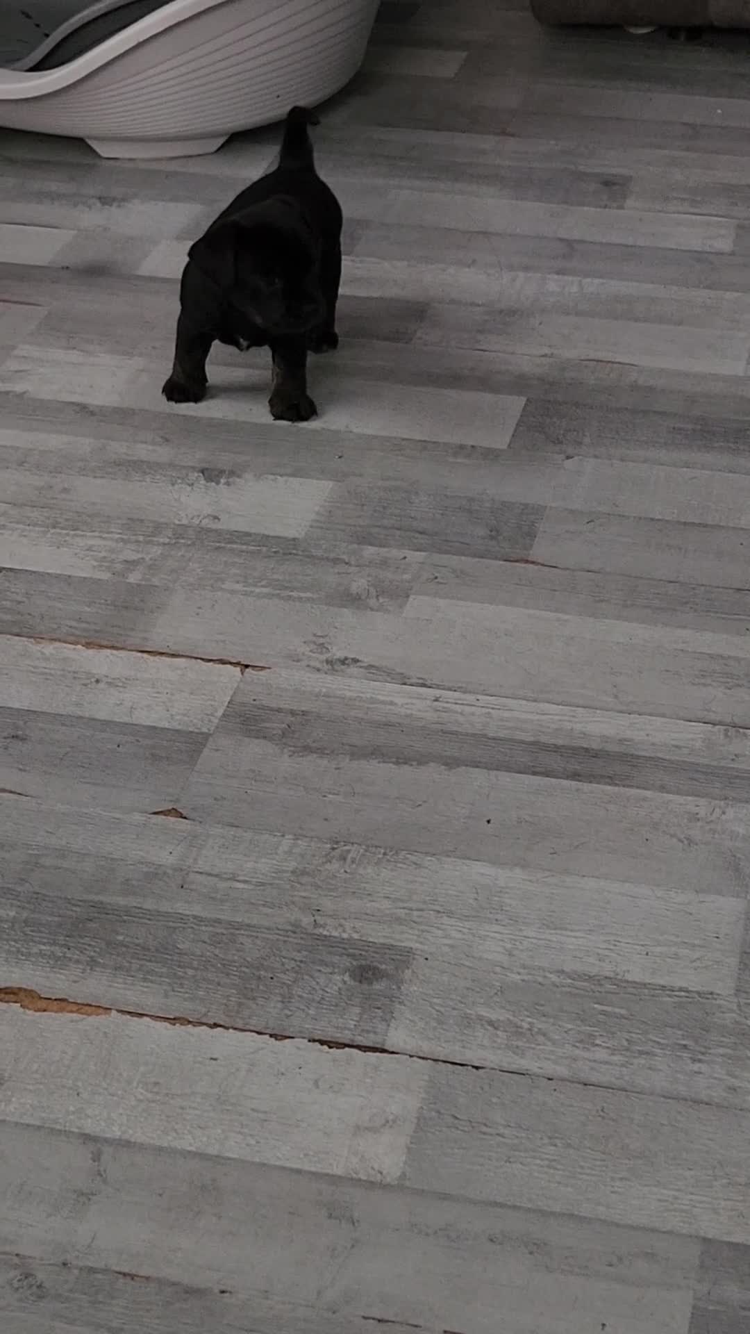 Mixed Breed dogs for sale: Adorable puppies  - Video 1