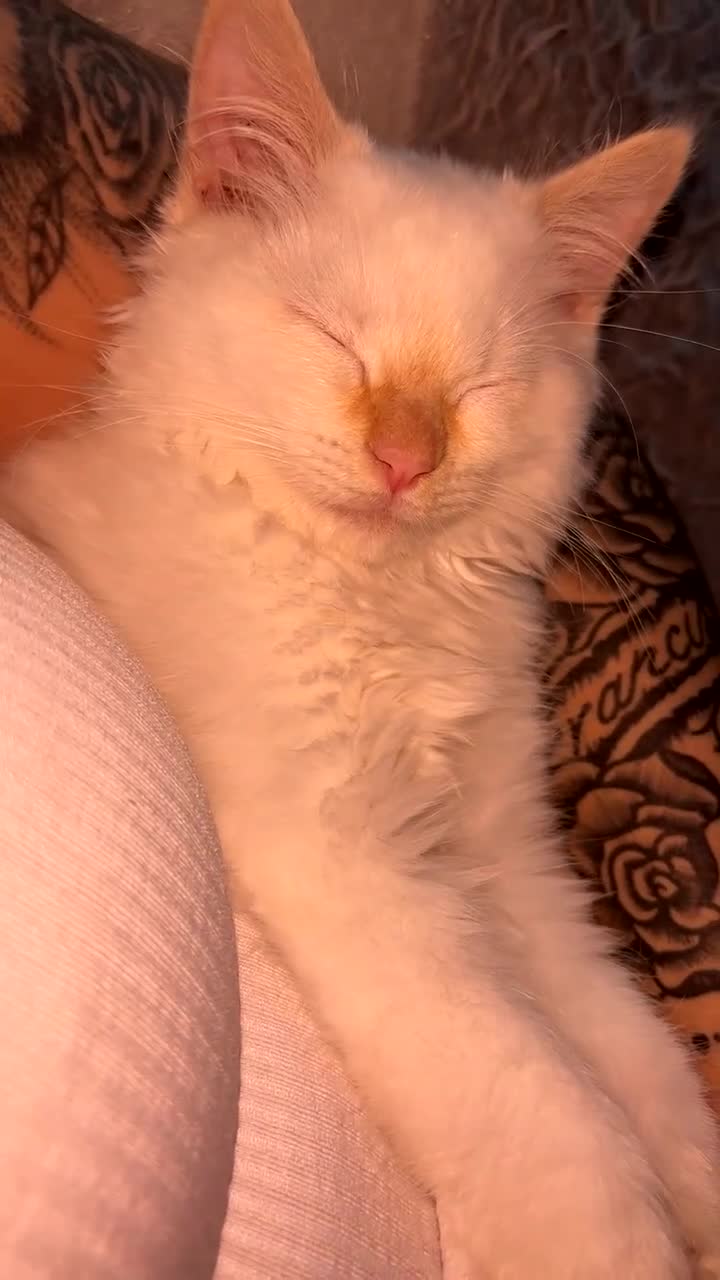 Ragdoll cats for sale: MALE FLAMEPOINT RAGDOLL KITTEN 🧡 - Video 1