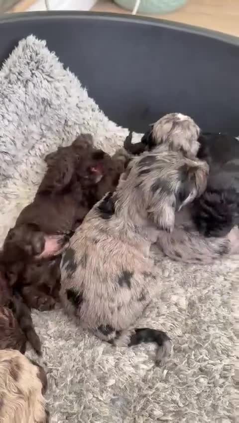 Cockapoo dogs for sale: Gorgeous Miniature Cockapoo Puppies 🐾 - Video 1