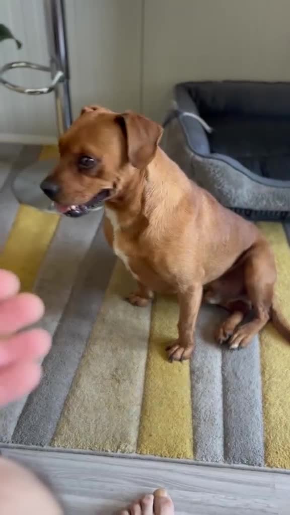 Mixed Breed dogs for adoption: Sweet Todor looking for LOVE - Video 1