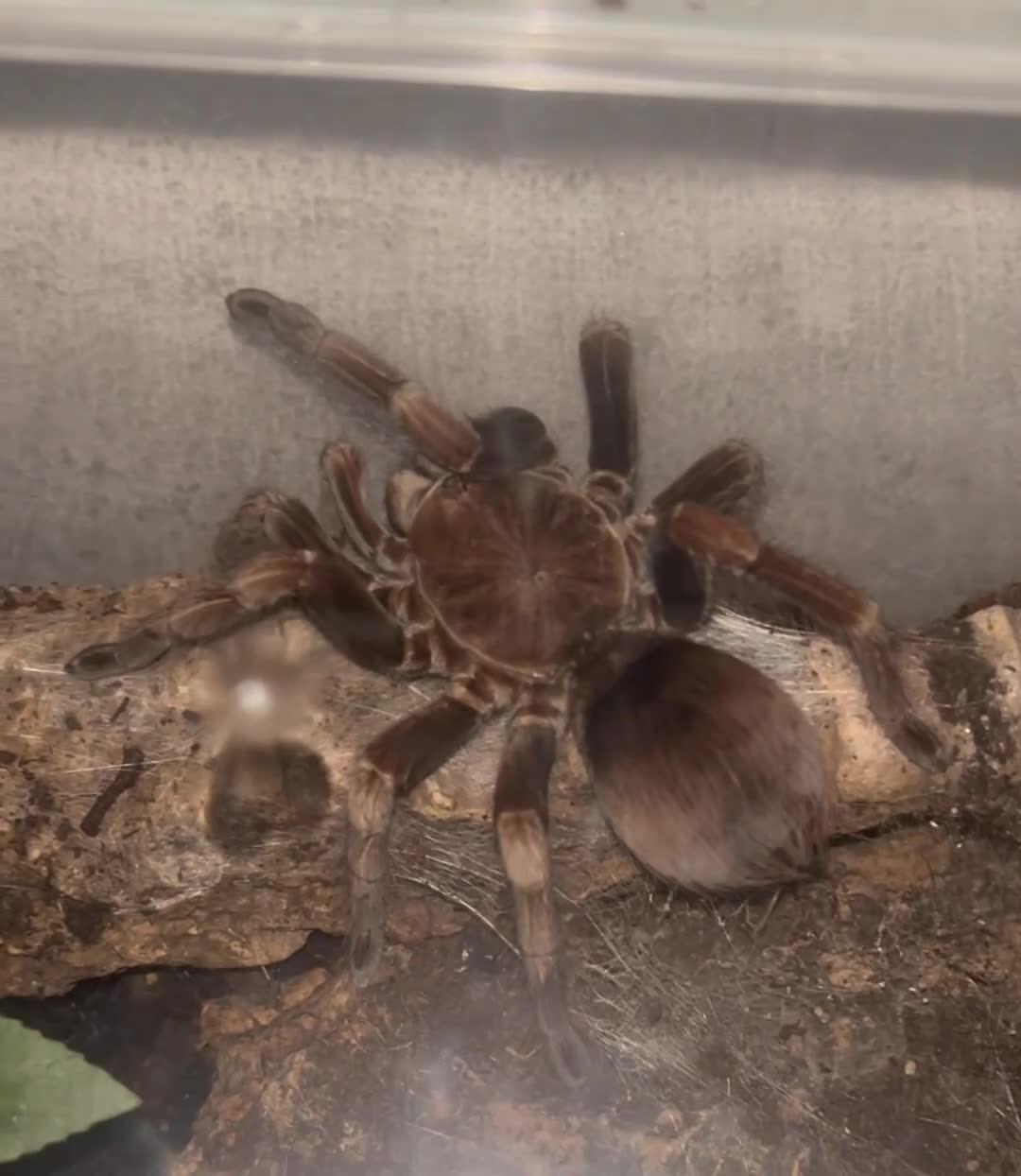 Tarantulas invertebrates for sale: Various tarantulas looking for new homes - Video 2