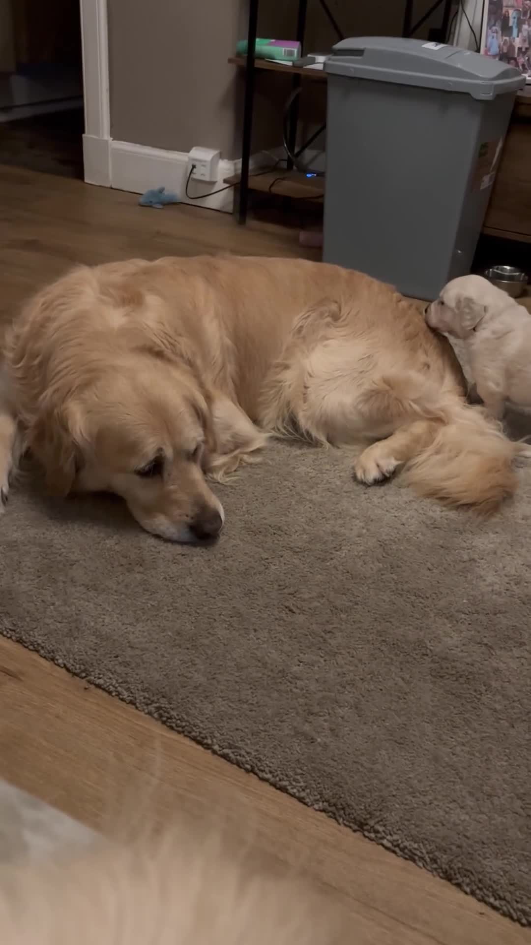 Golden Retriever dogs for sale: Beautiful litter of golden retrievers  - Video 2