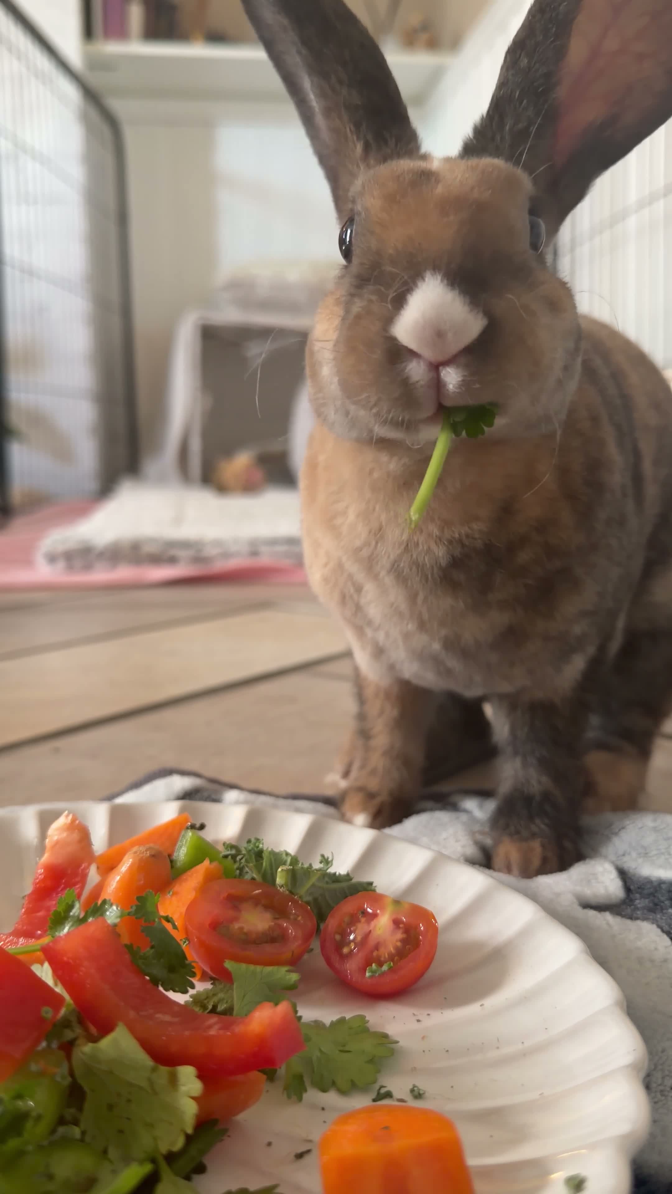 Belgian Hares rabbits for sale: HONEY 🍯  in Yeovil - Video 3