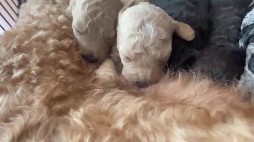 Cockapoo dogs for sale: Cockapoo f2 gorgeous puppies  - Video 2