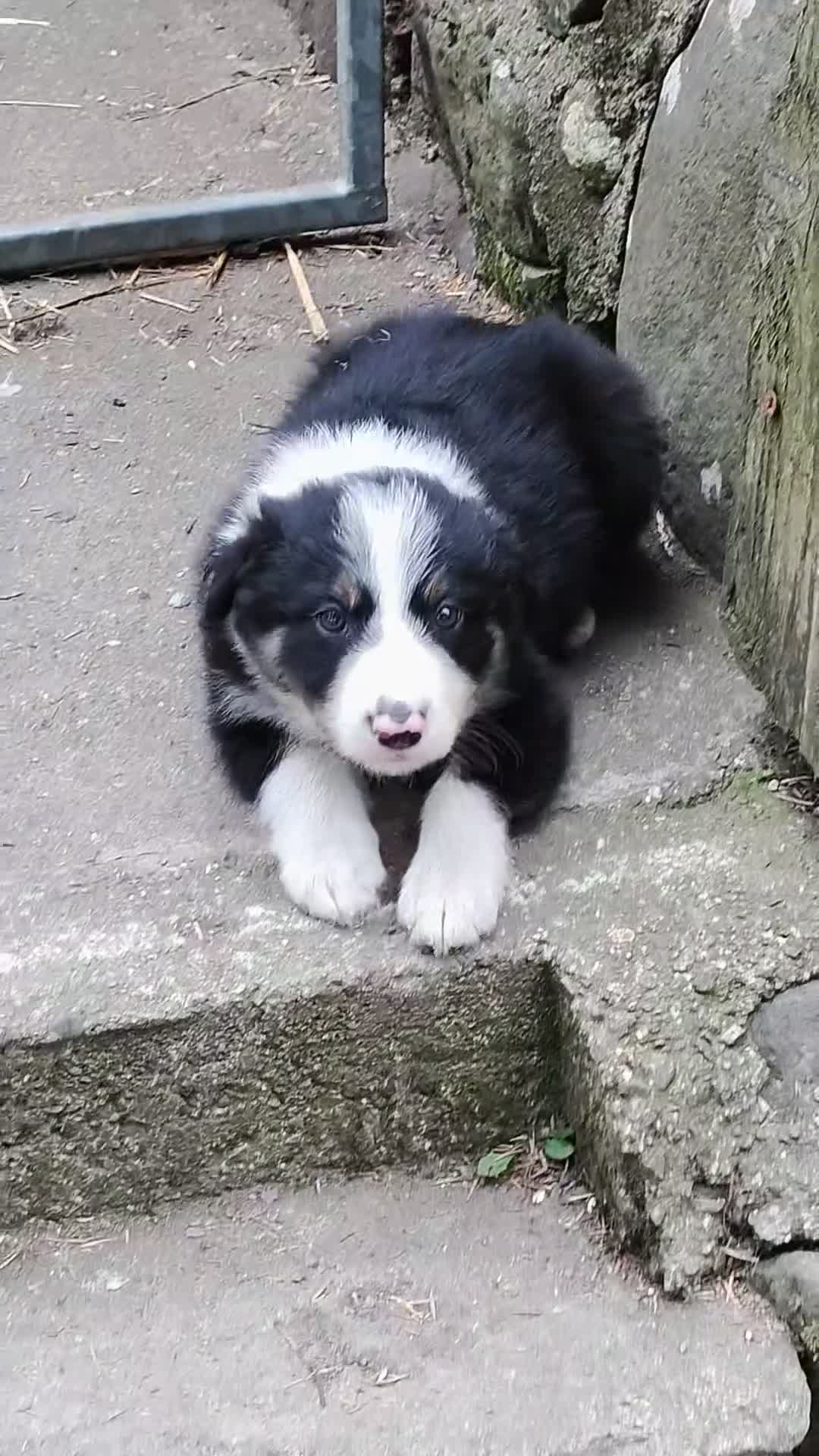 Border Collie dogs for sale: Border Collie sheepdog pups  - Video 4