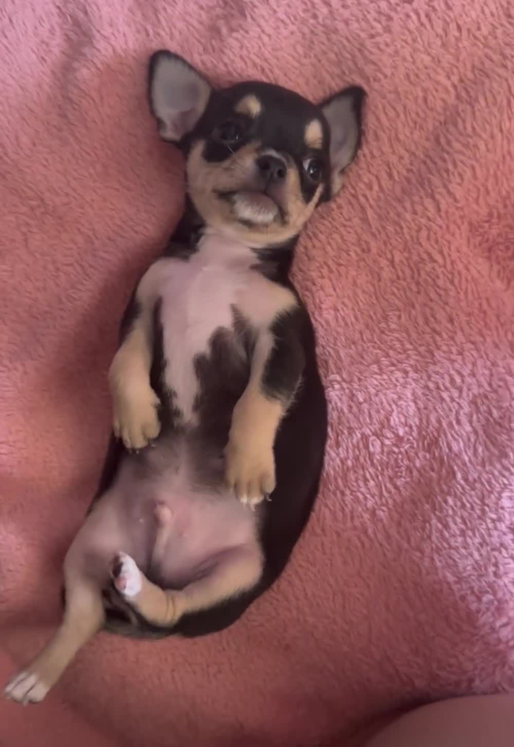 Chihuahua dogs for sale: Chihuahua Puppies Looking for Their Forever Homes  - Video 3