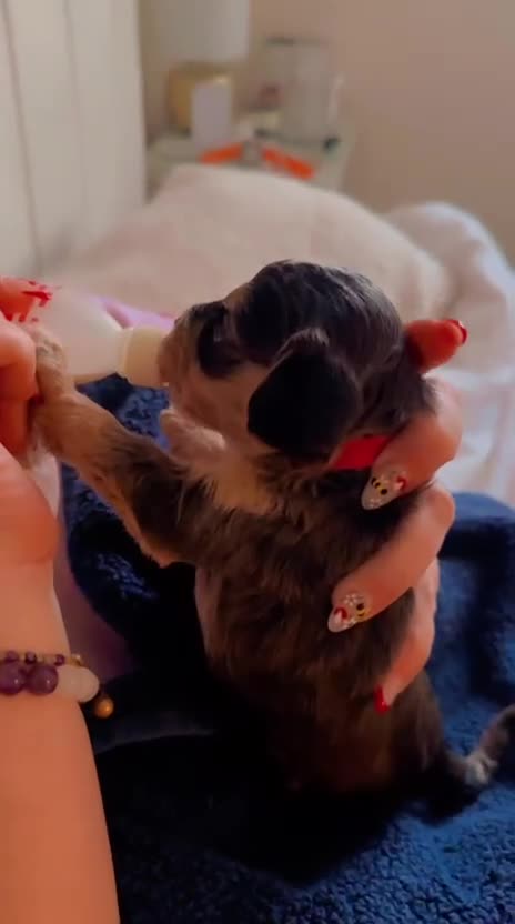 Cockapoo dogs for sale: Cuddly, cute, calm, sable Cockapoo puppies  - Video 1