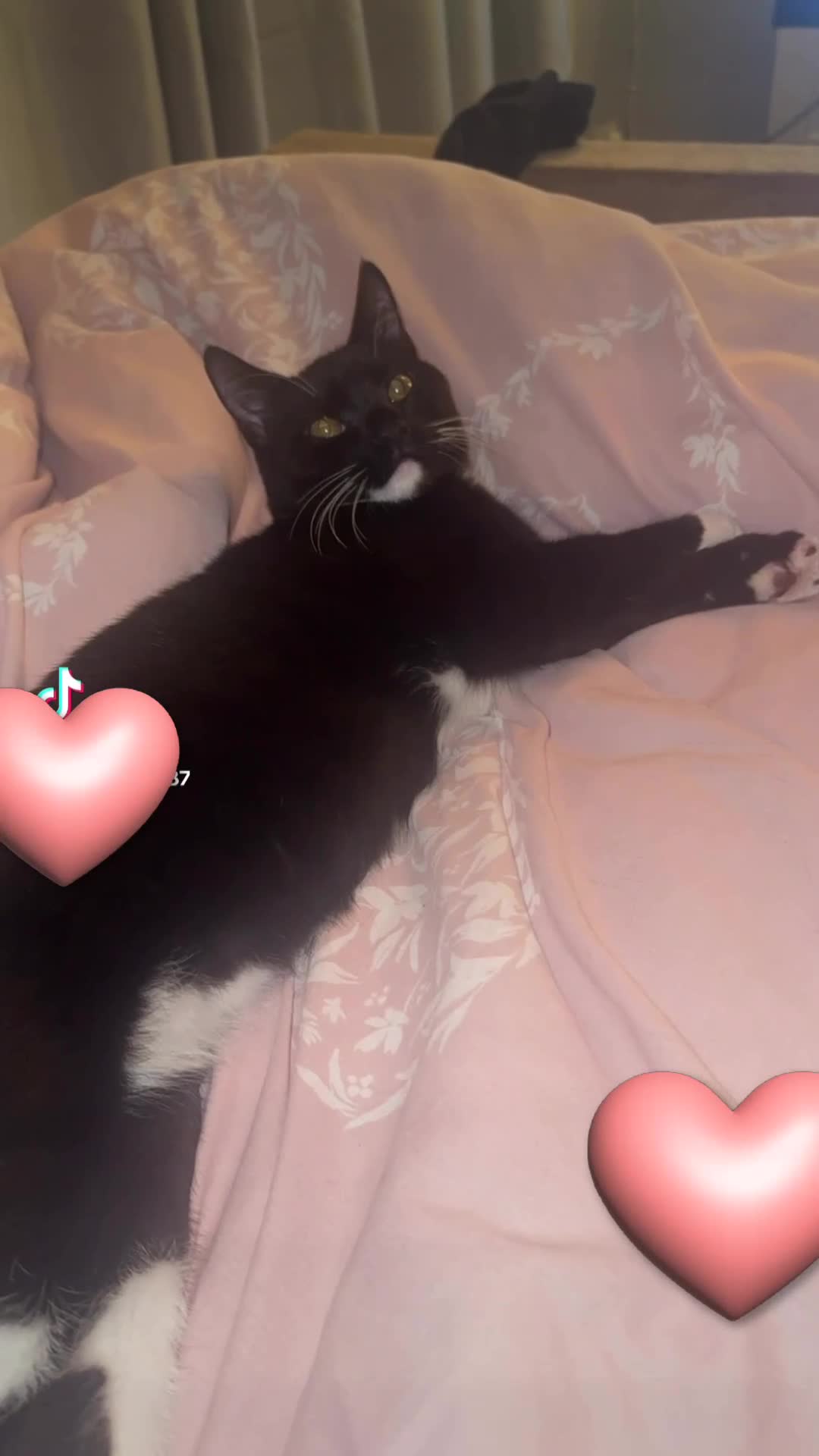 British Shorthair cats for sale: Half British short hair  - Video 1