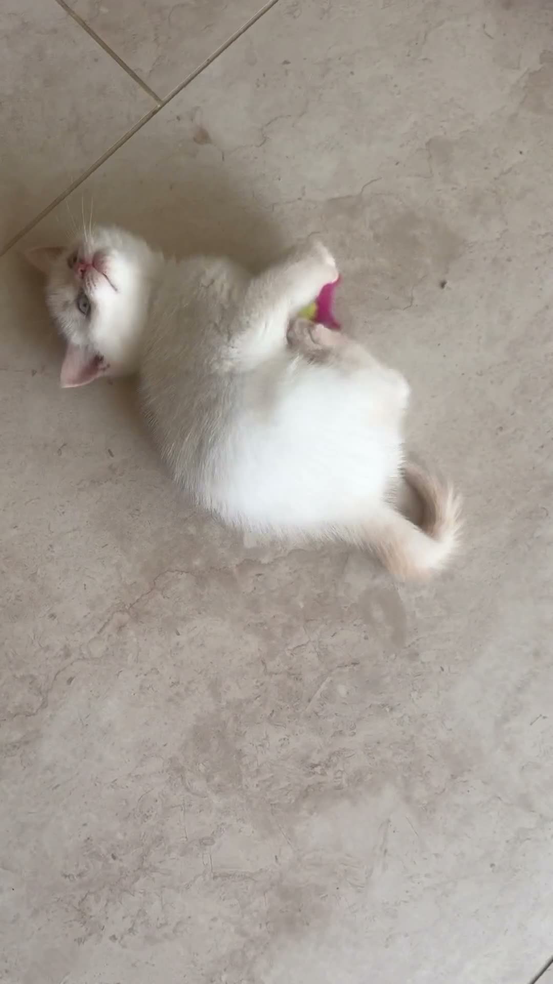 British Shorthair cats for sale: Pure breed BSH | Golden Flame Point | Ready Now  - Video 1