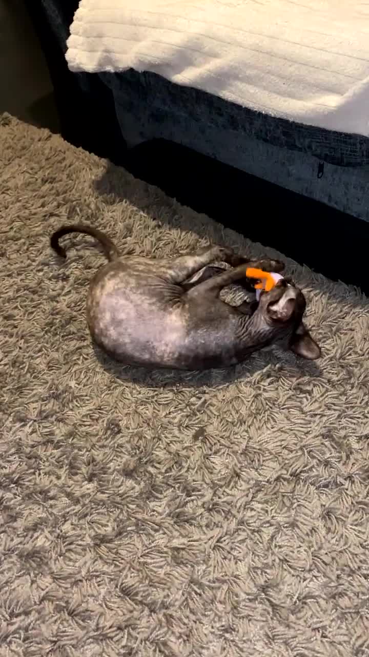 Sphynx cats for sale: Beautiful 1-Year-Old Tortoiseshell Sphynx - Video 1