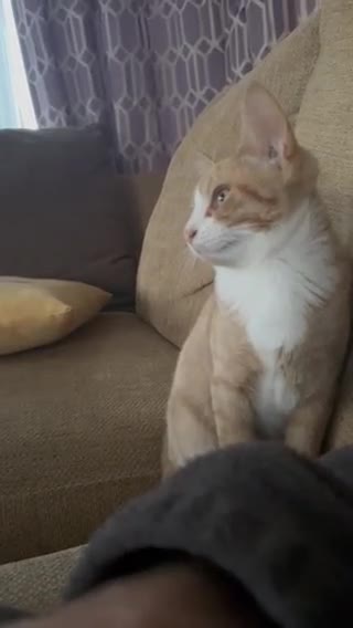 Mixed Breed cats for sale: Bengal x Spyhnx kittens  - Video 1