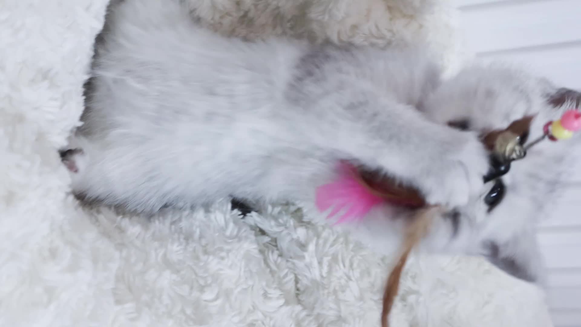 British Shorthair cats for sale:  Pedigree British shorthair with tica registered  - Video 2