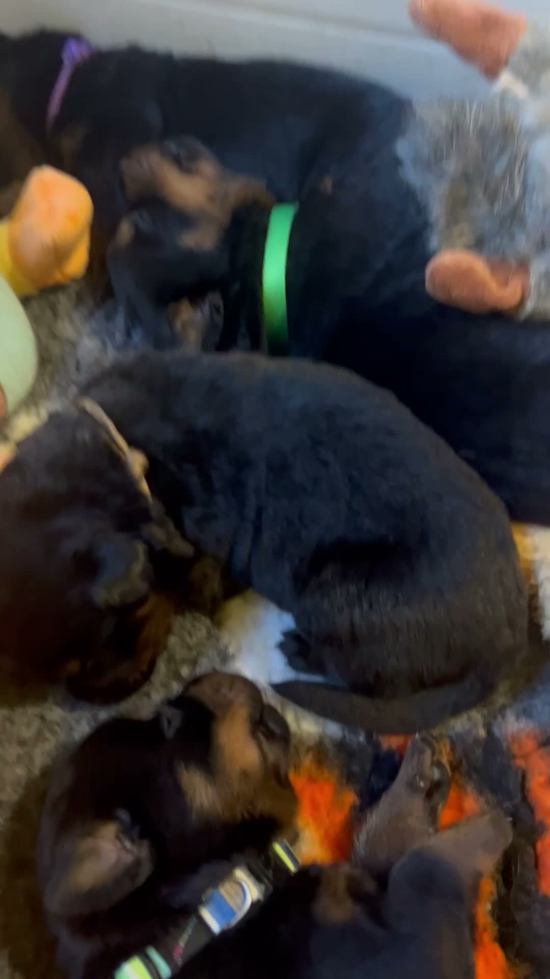 Rottweiler dogs for sale: Rottweilers kc reg fully hereditary tested - Video 1