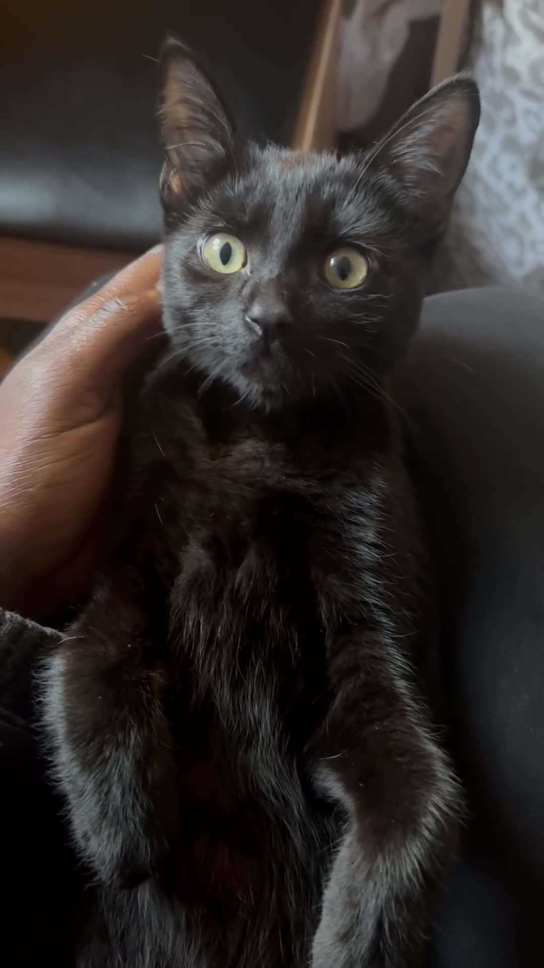 Domestic Shorthair cats for adoption: Cat Looking for a Loving Forever Home  in Nottingham - Video 2