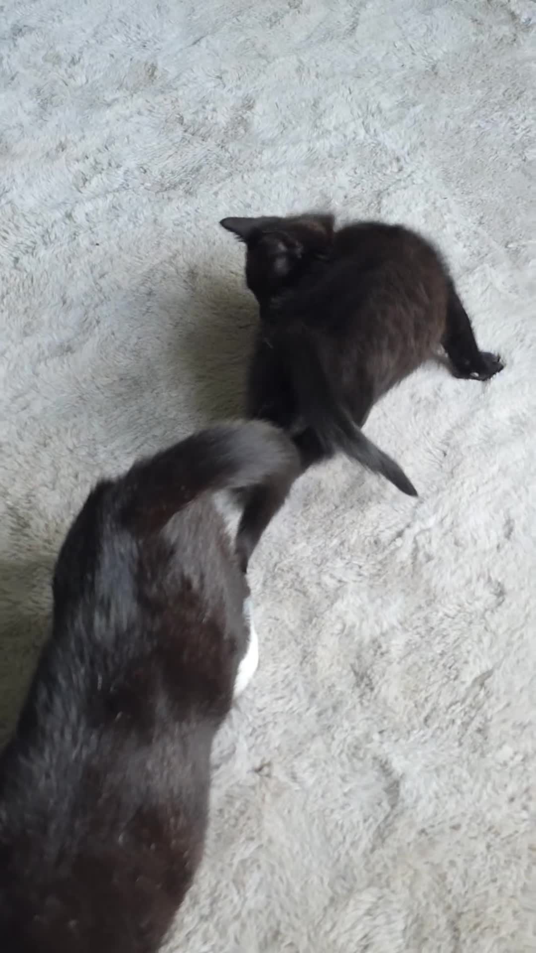 Mixed Breed cats for sale: Kittens looking for their forever homes - Video 1