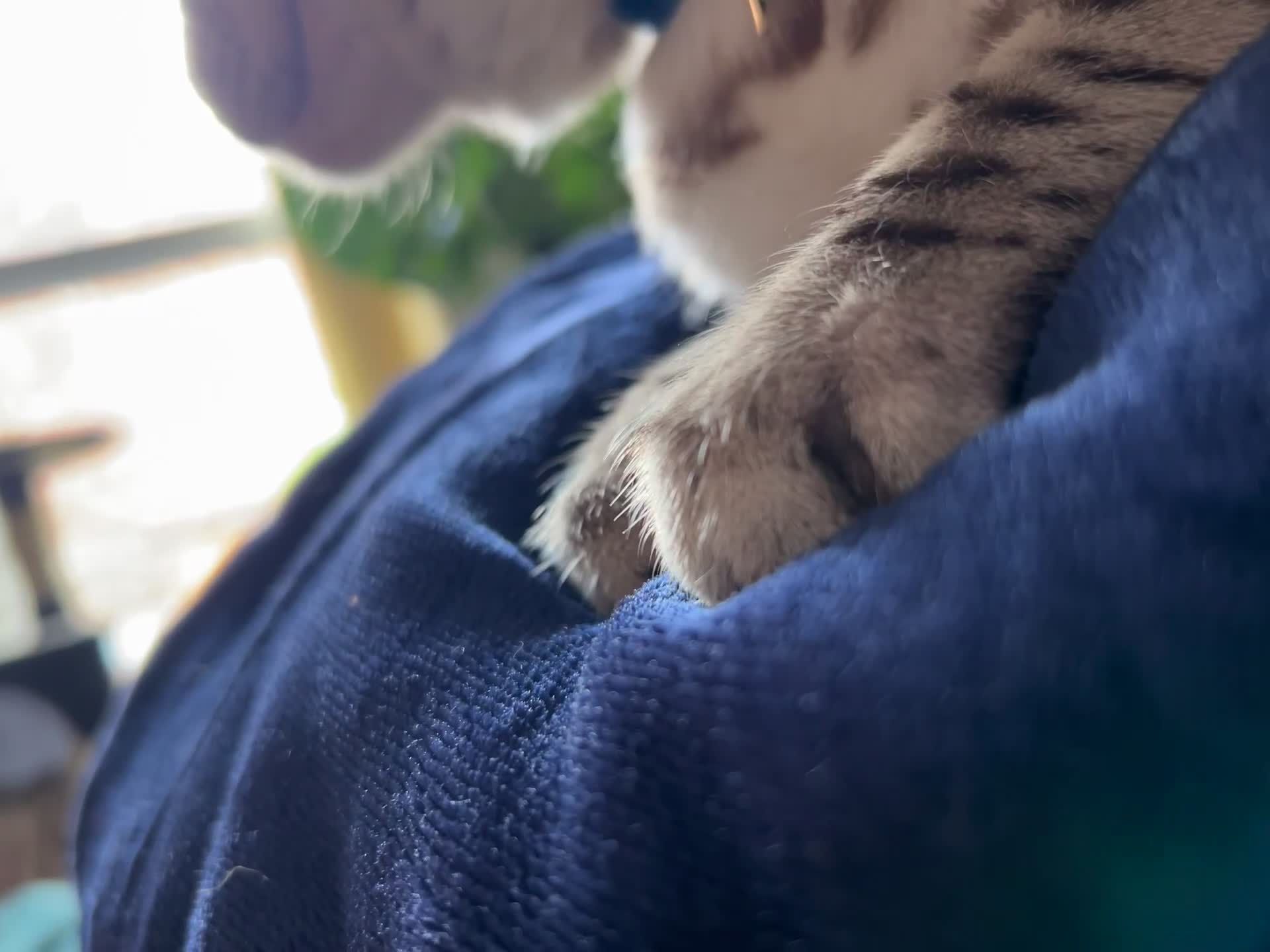 Bengal cats for sale: Ozzie - 1y Snow Bengal needs a single cat home - Video 1