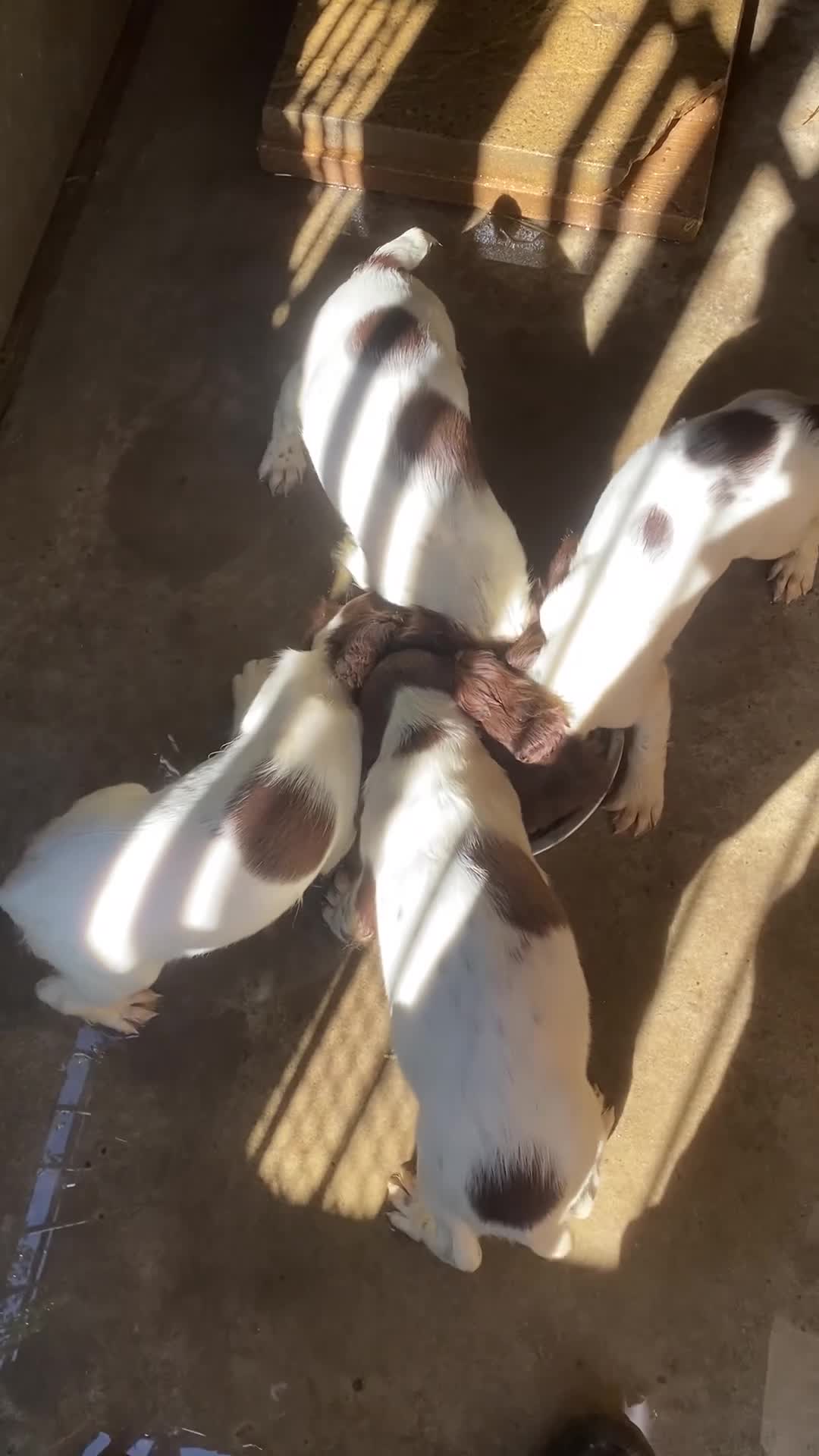 English Springer Spaniel dogs for sale: Springer spaniel pups  - Video 1