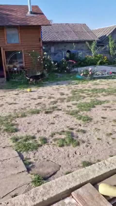German Shepherd dogs for adoption: 💖🐶 NIKKI 🐶💖 - Video 2
