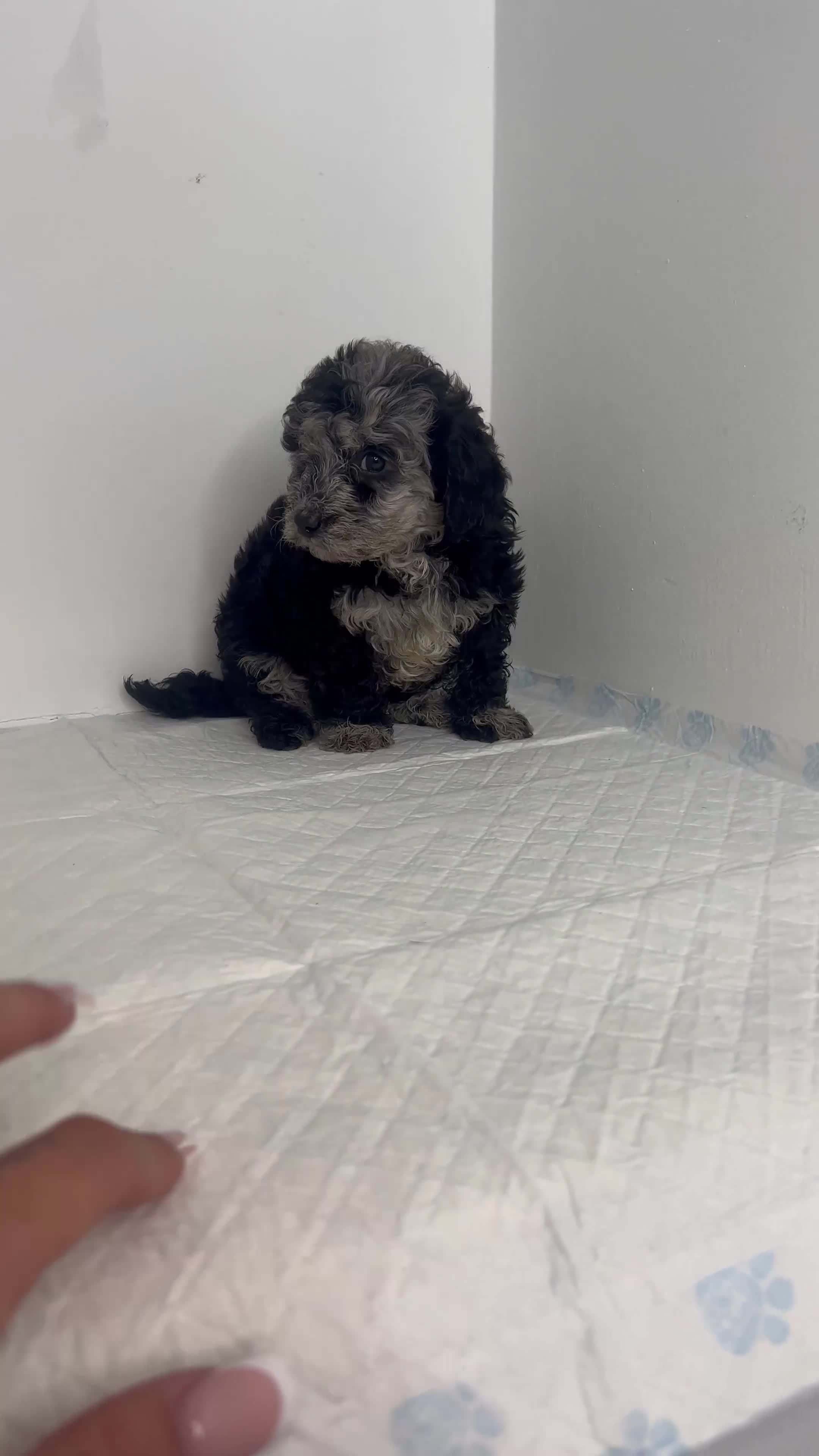 Miniature Poodle dogs for sale: ✨ Beautiful miniature poodles ✨ - Video 1