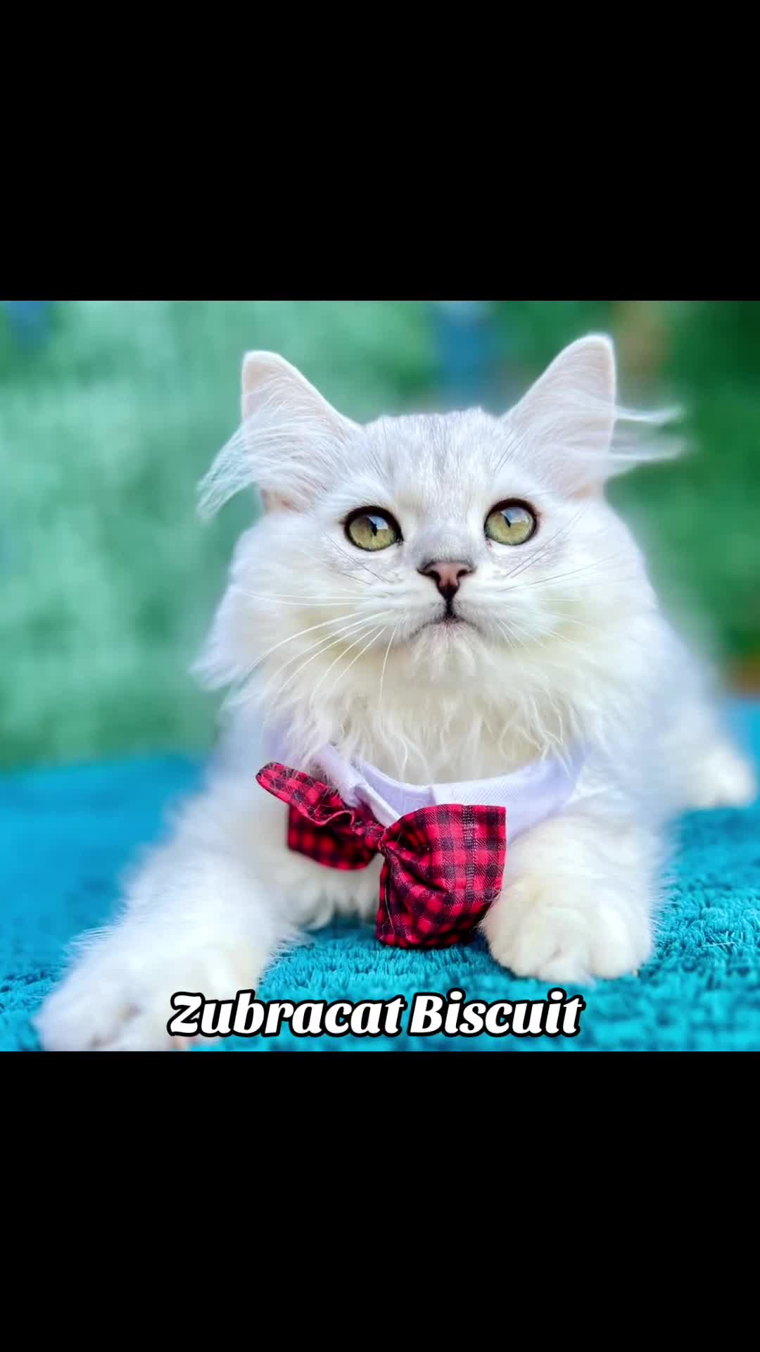 British Longhair cats for sale: READY NOW ‼️🏆British Longhair Boy.GCCF  - Video 2
