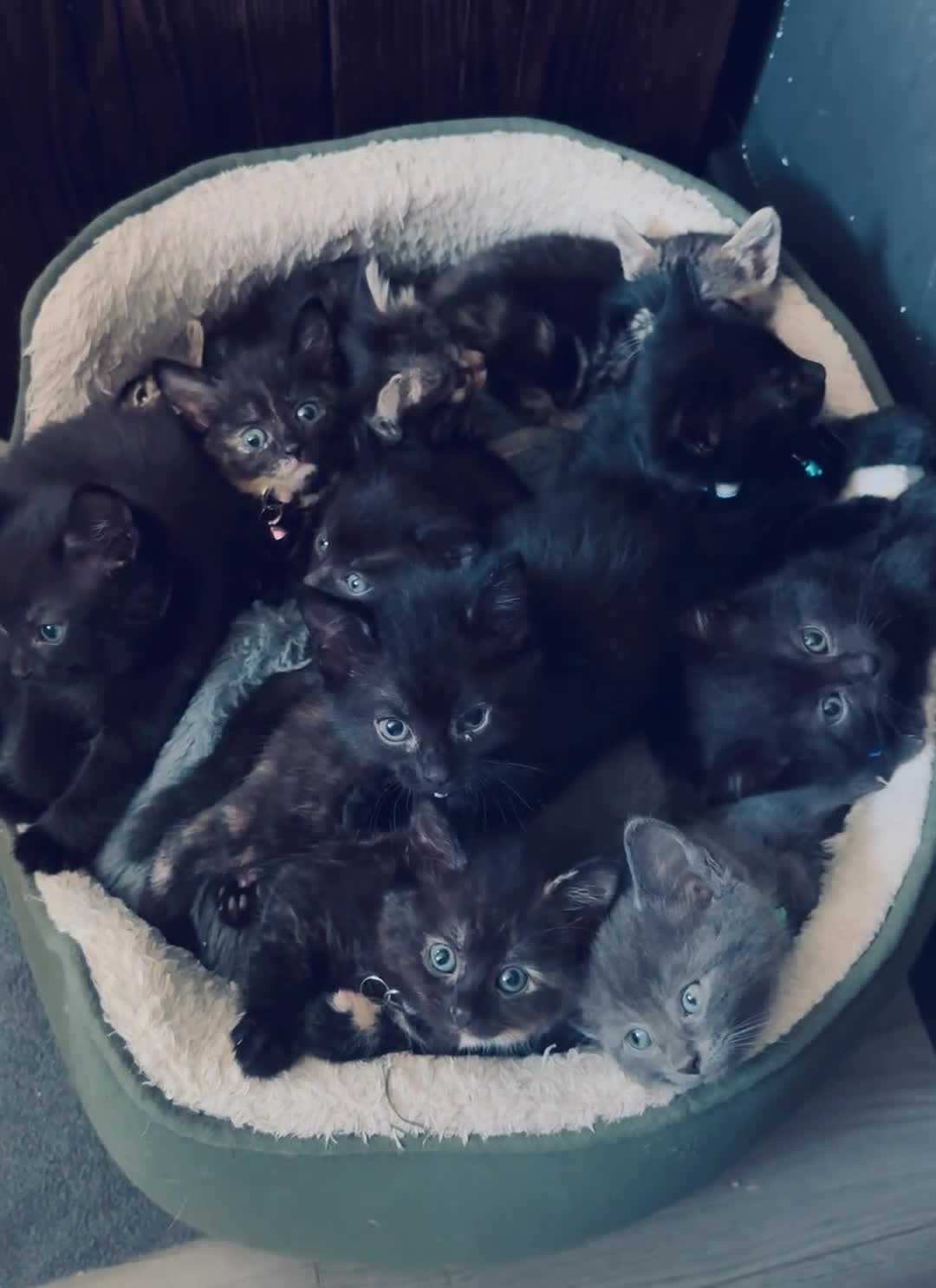 Mixed Breed cats for sale: 9 beautiful friendly kittens - Video 1