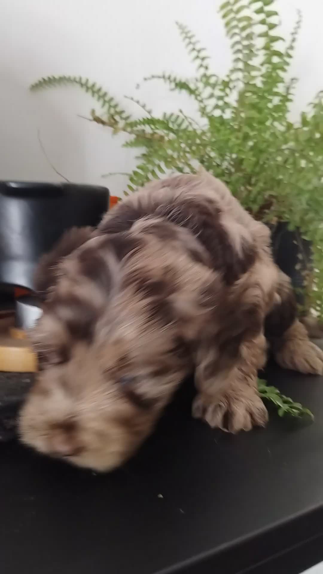 Cockapoo dogs for sale: 🐾 Beautiful Cockapoo Puppies 🐾75%cocker25%poodle - Video 2