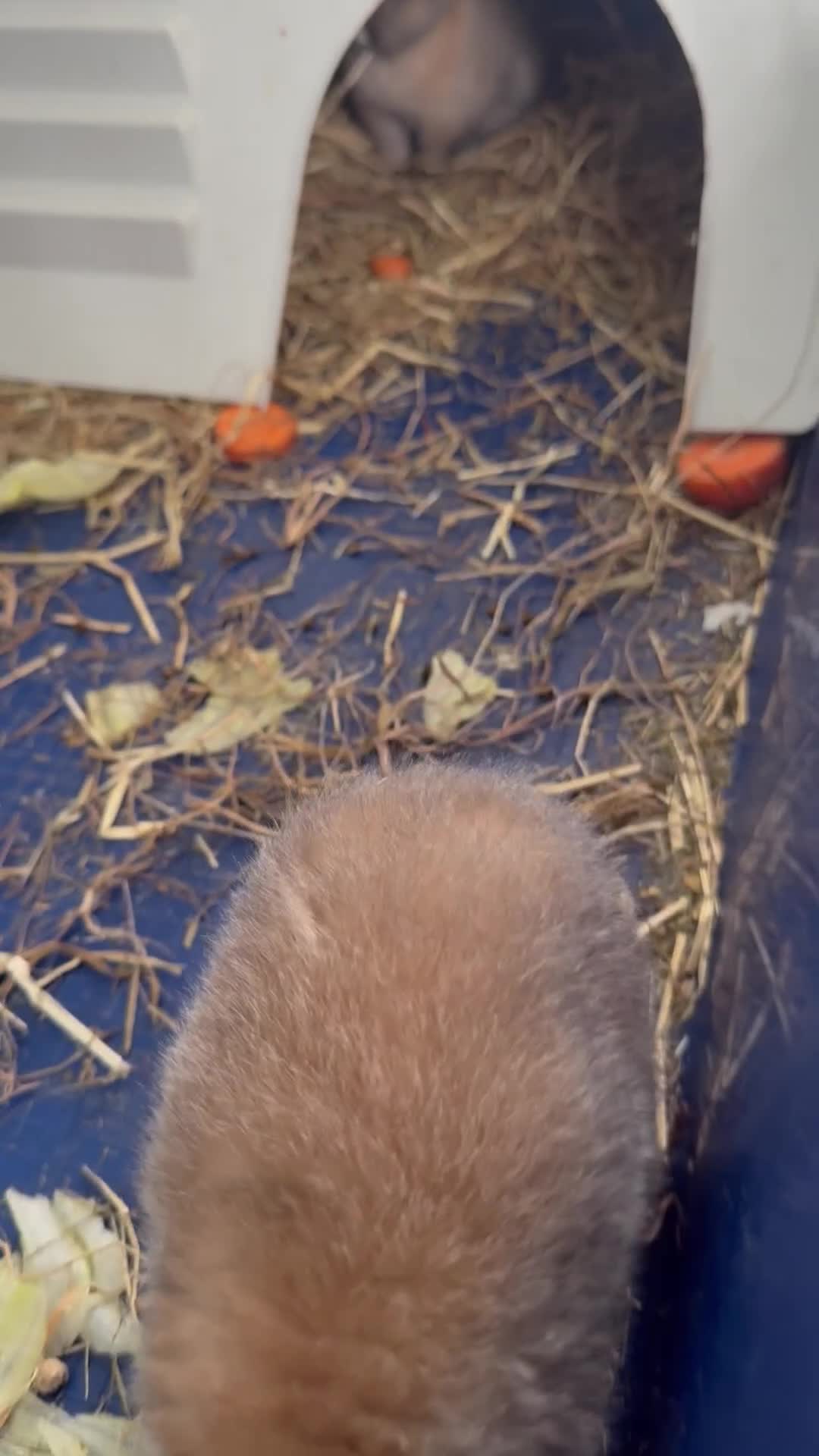 Rex rabbits for sale: Gorgeous bunnies, all males  - Video 1