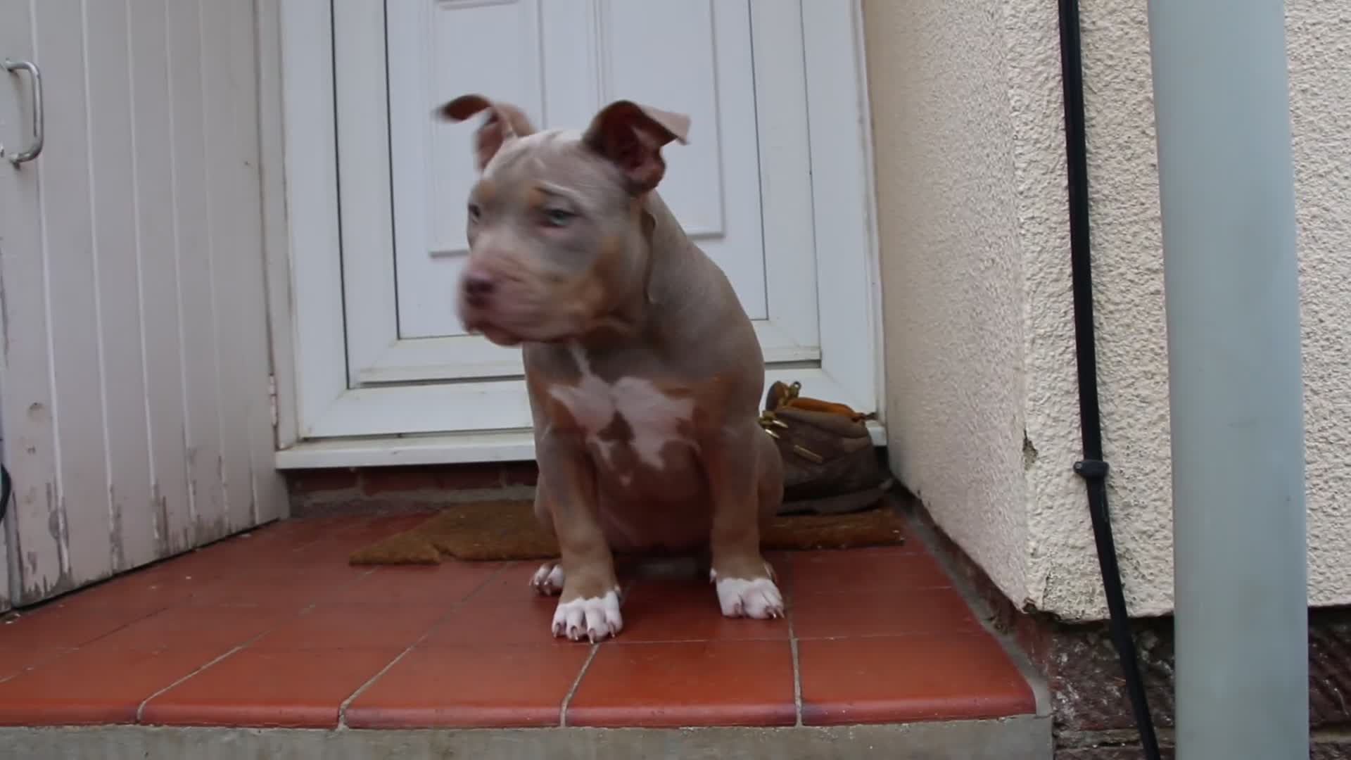 American Bully dogs for sale: GrCh Big Bounty x TIKTOK litter - Video 3