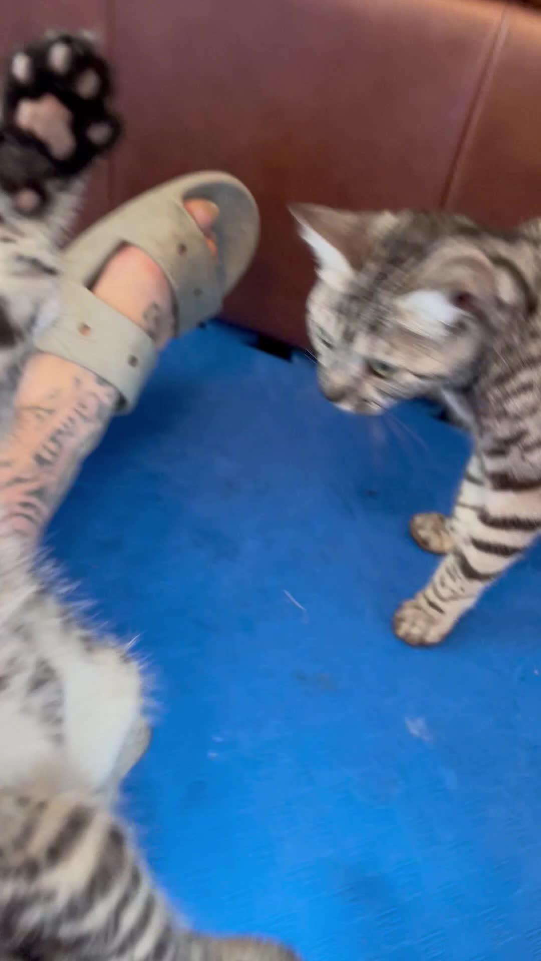 Bengal cats for sale: Beautiful bengal kittens for sale, norwich nr9 - Video 1