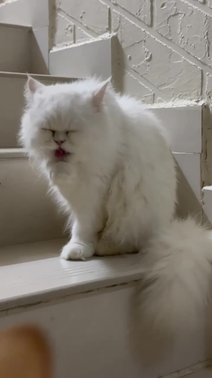 Mixed Breed cats for adoption: Wilhemeina  - Video 1