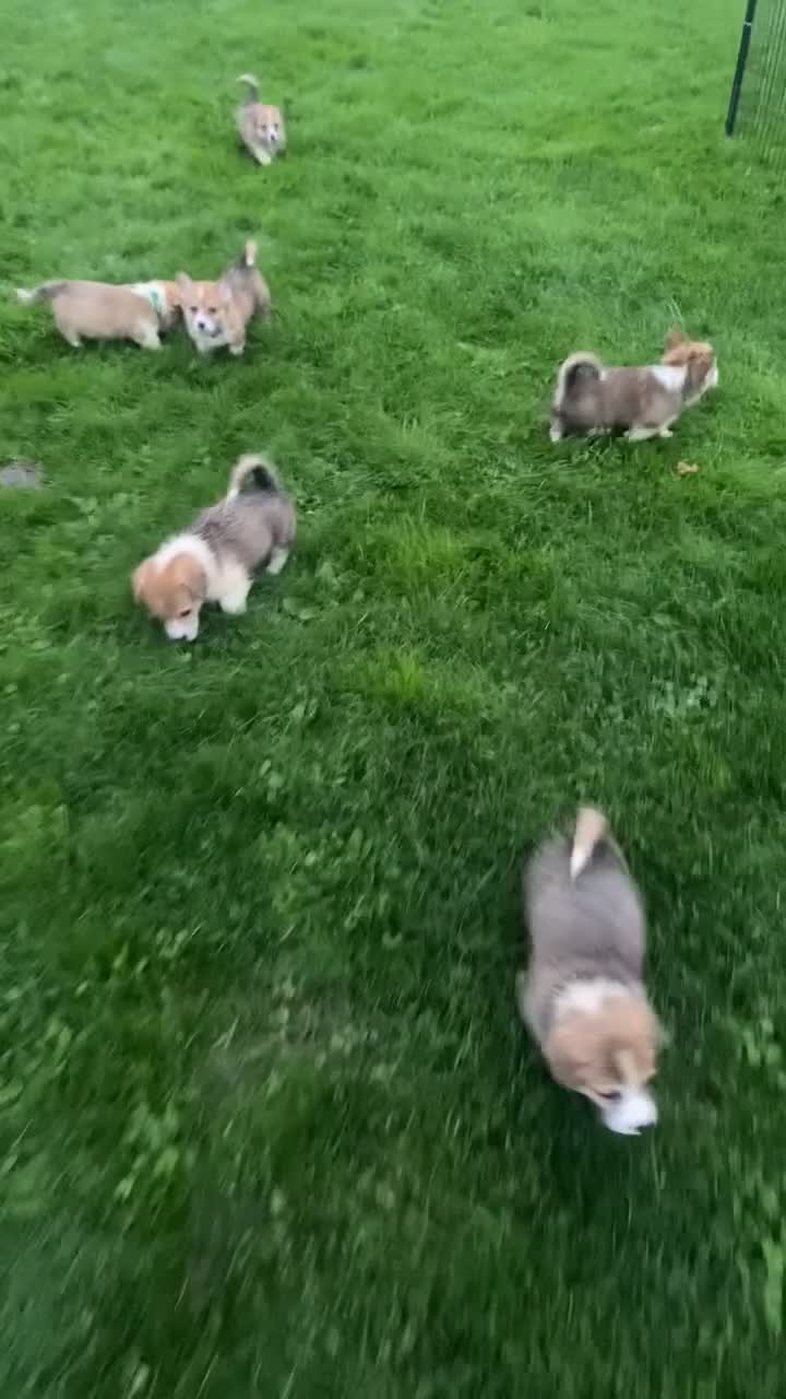 Welsh Corgi Pembroke dogs for sale: 7 Beautiful little corgi boys - Video 1