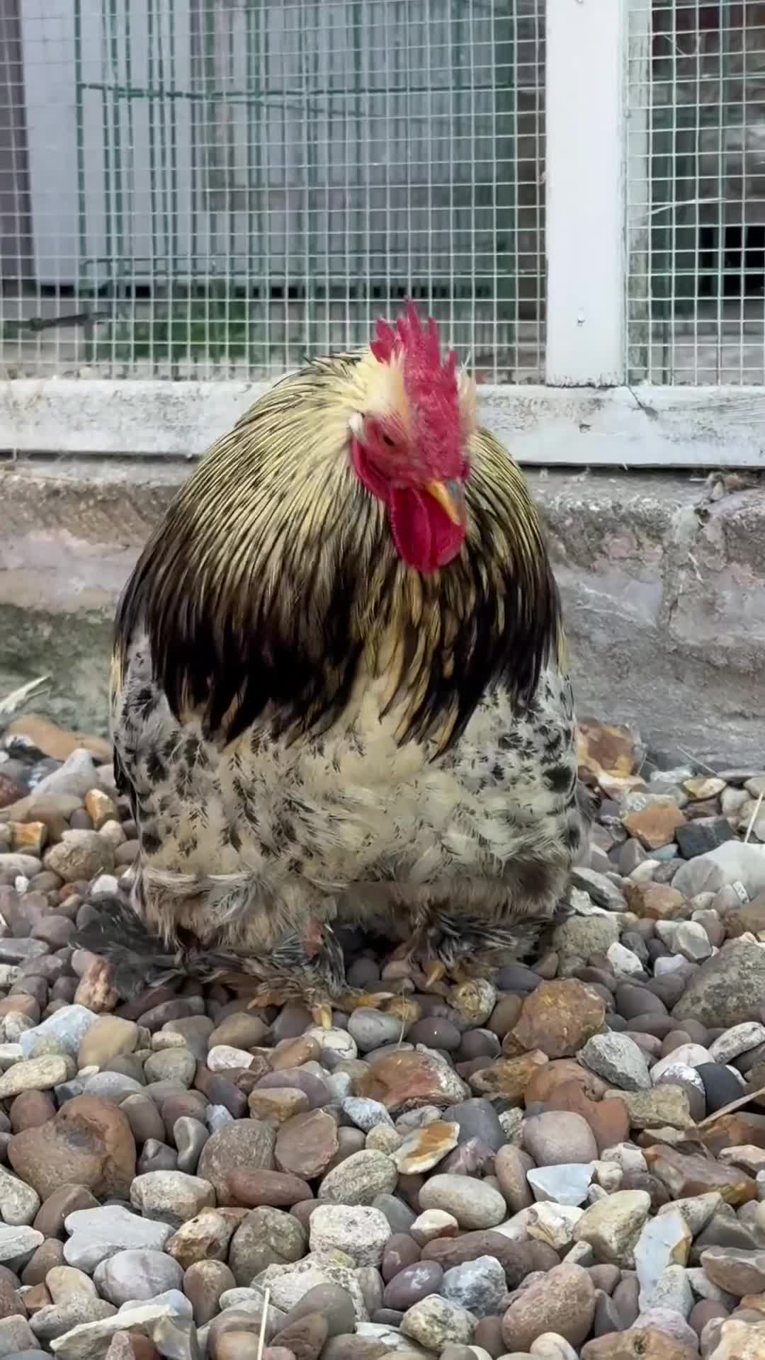 Chickens poultry for sale: Stunning Columbian Pekin Bantam Cockerel - Video 1