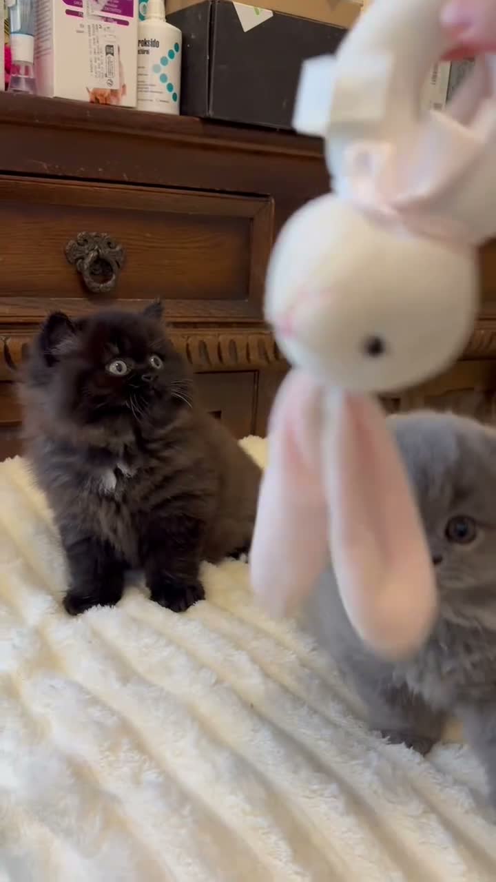 British Longhair cats for sale: Adorable British Long Hair Kittens (Girl & Boy)  - Video 1