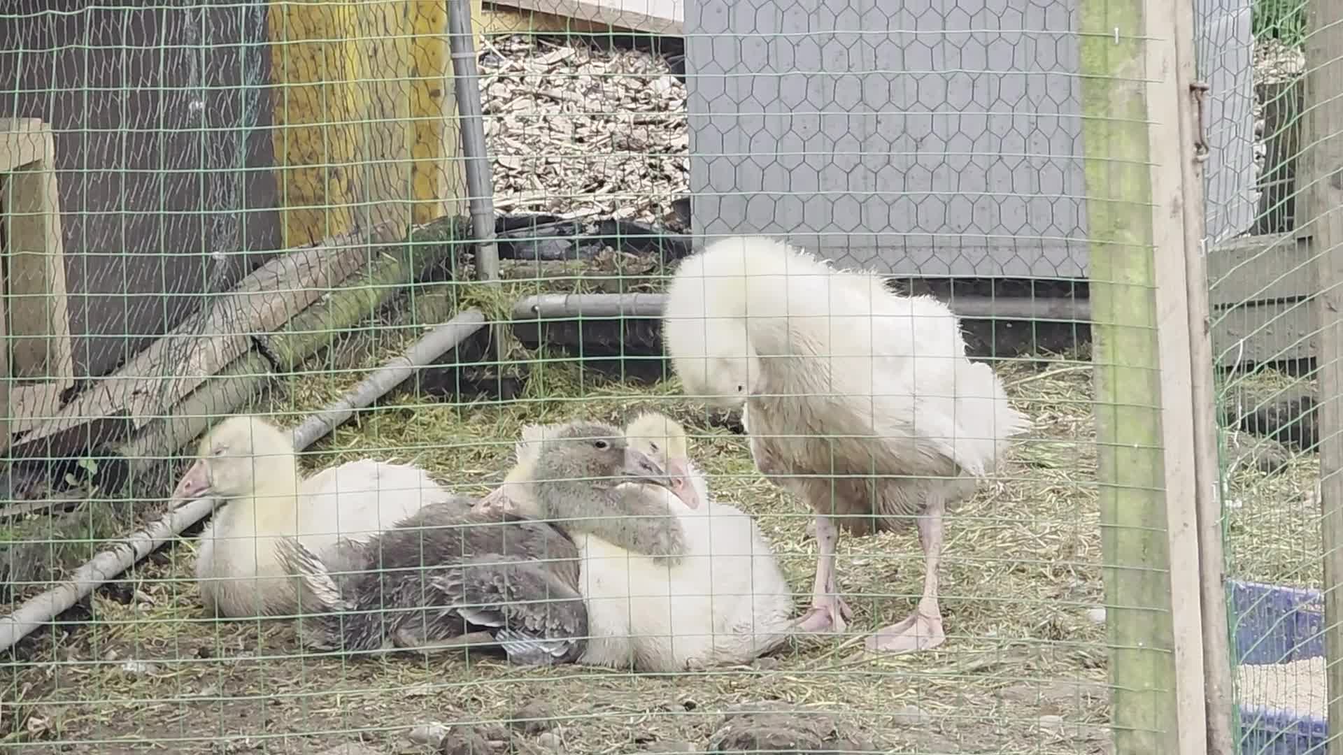 Sheep livestock for sale: Ebmden goslings  - Video 1