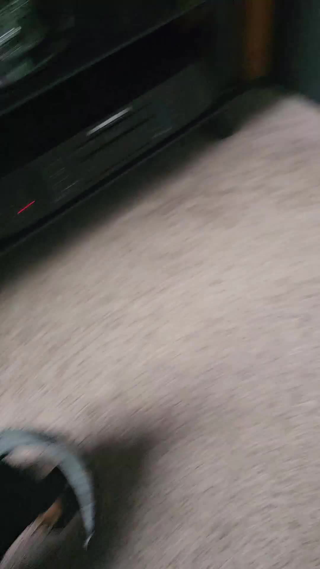 Dachshund dogs for sale: Last Gorgeous Playful Dachshund Pup – Ready to Go - Video 4