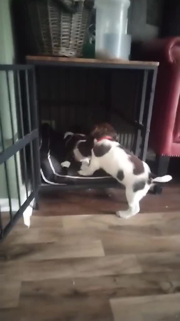 English Springer Spaniel dogs for sale: 🐾Beautiful KC Registered ES Spaniel Puppies🐾 - Video 3