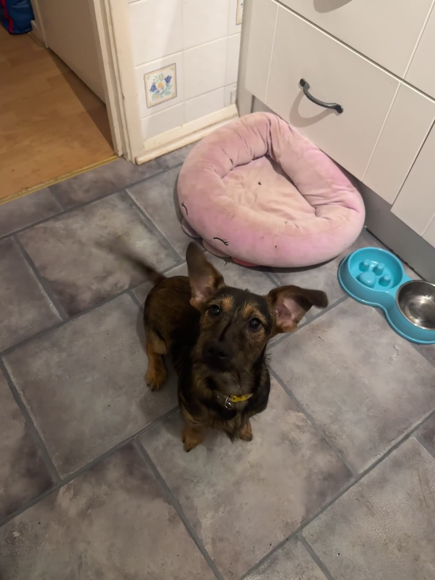 Mixed Breed dogs for sale: 6 Month Old Jack Russell × Dachshund – Remi - Video 1