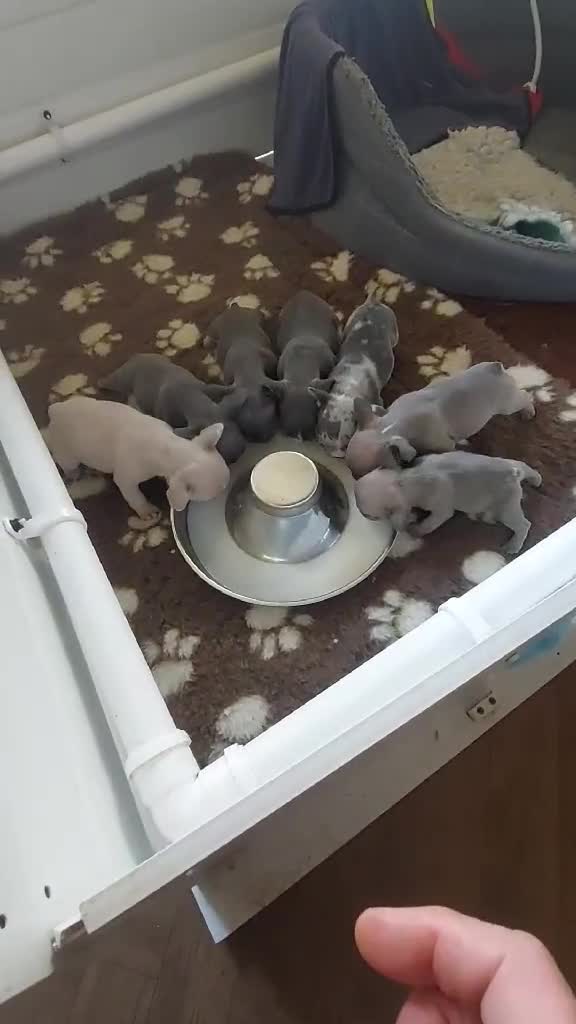 French Bulldog dogs for sale: French bulldog  - Video 1