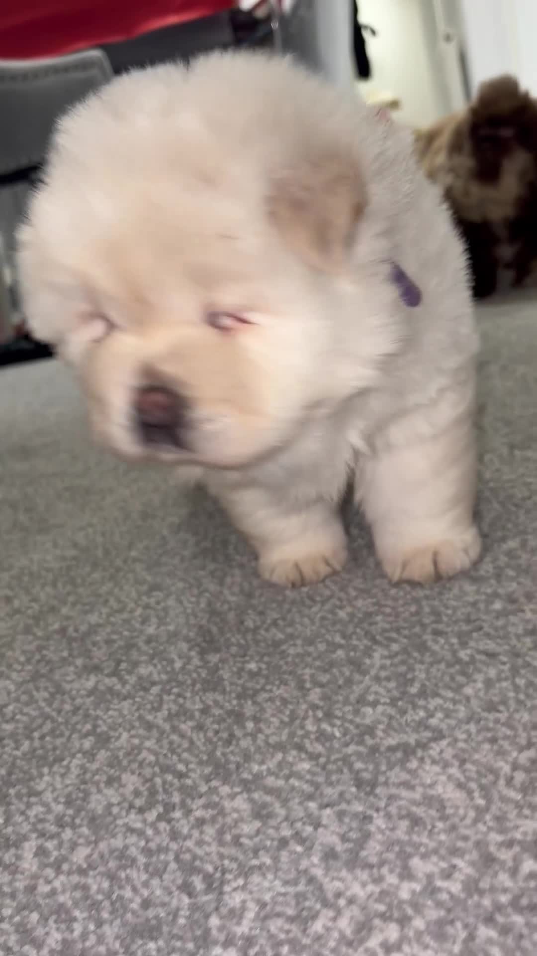 Chow Chow dogs for sale: DWKC Merle Chow chow puppies  - Video 1