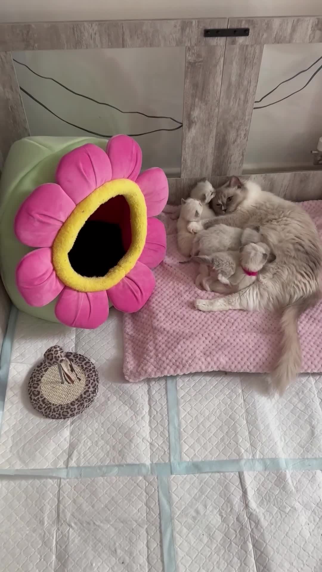Ragdoll cats for sale: Beautiful Ragdoll Kittens  - Video 2