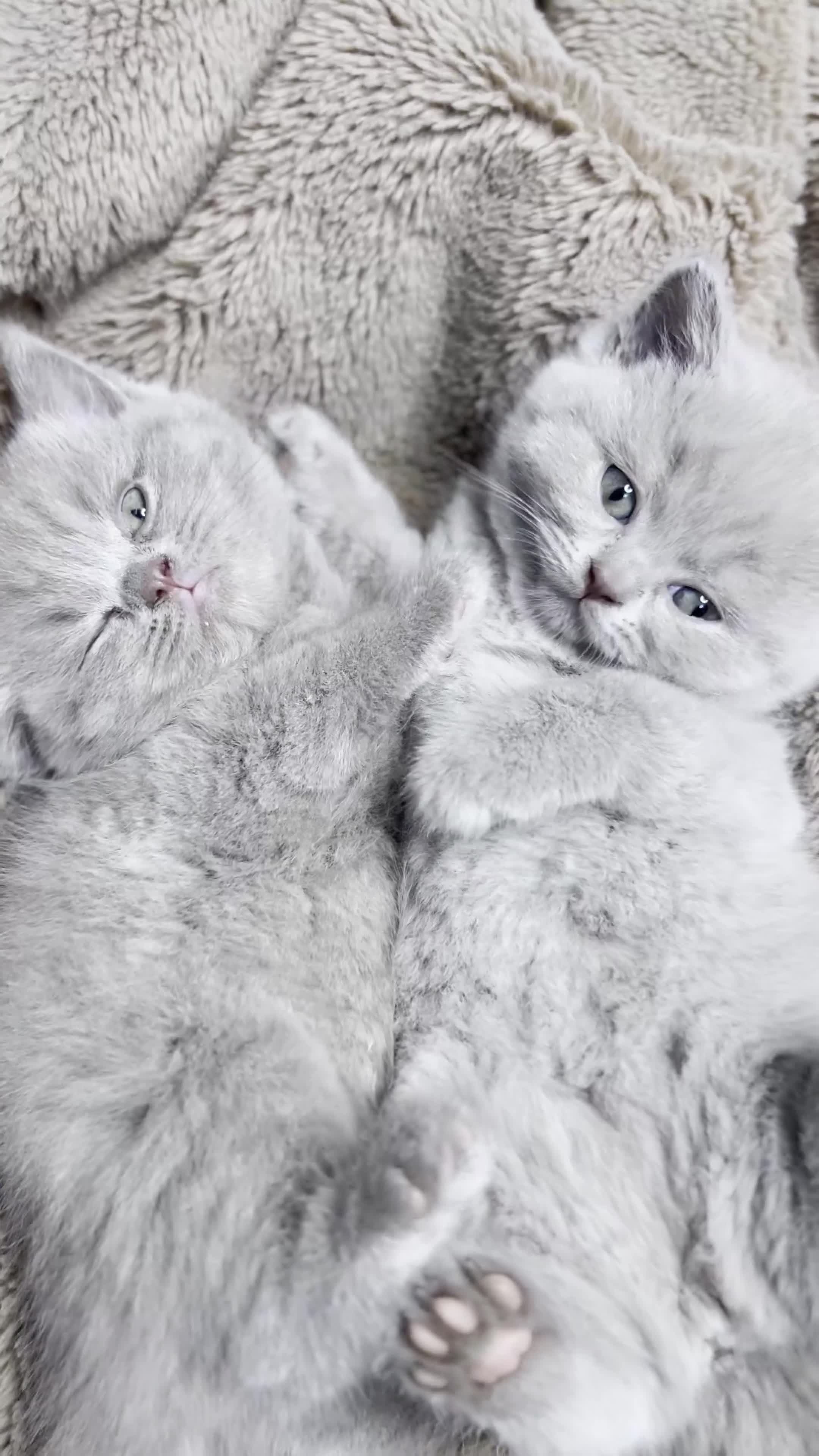 British Shorthair cats for sale: Last Female Lilac BSH TIKTOK FAMOUS  - Video 2