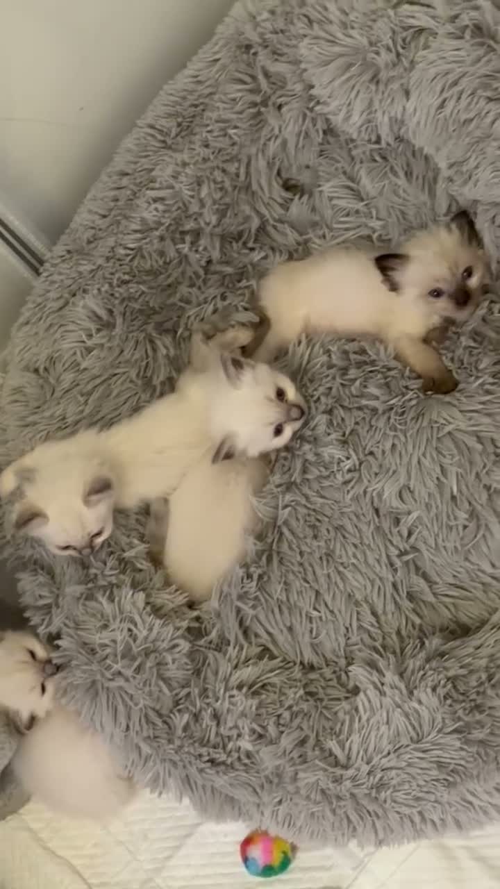 Ragdoll cats for sale: Beautiful Ragdoll kittens ready to leave! - Video 1