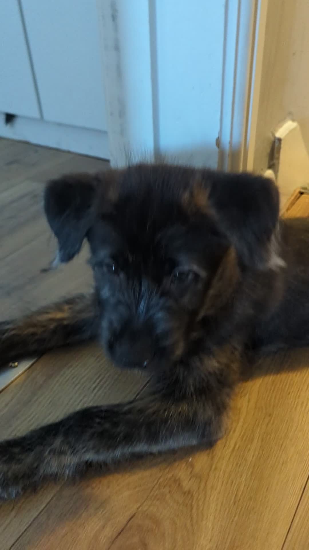 Mixed Breed dogs for sale: Stunning WolfAkita Pups – 1 Boy/1 Girl Ready now!  in Southampton - Video 2