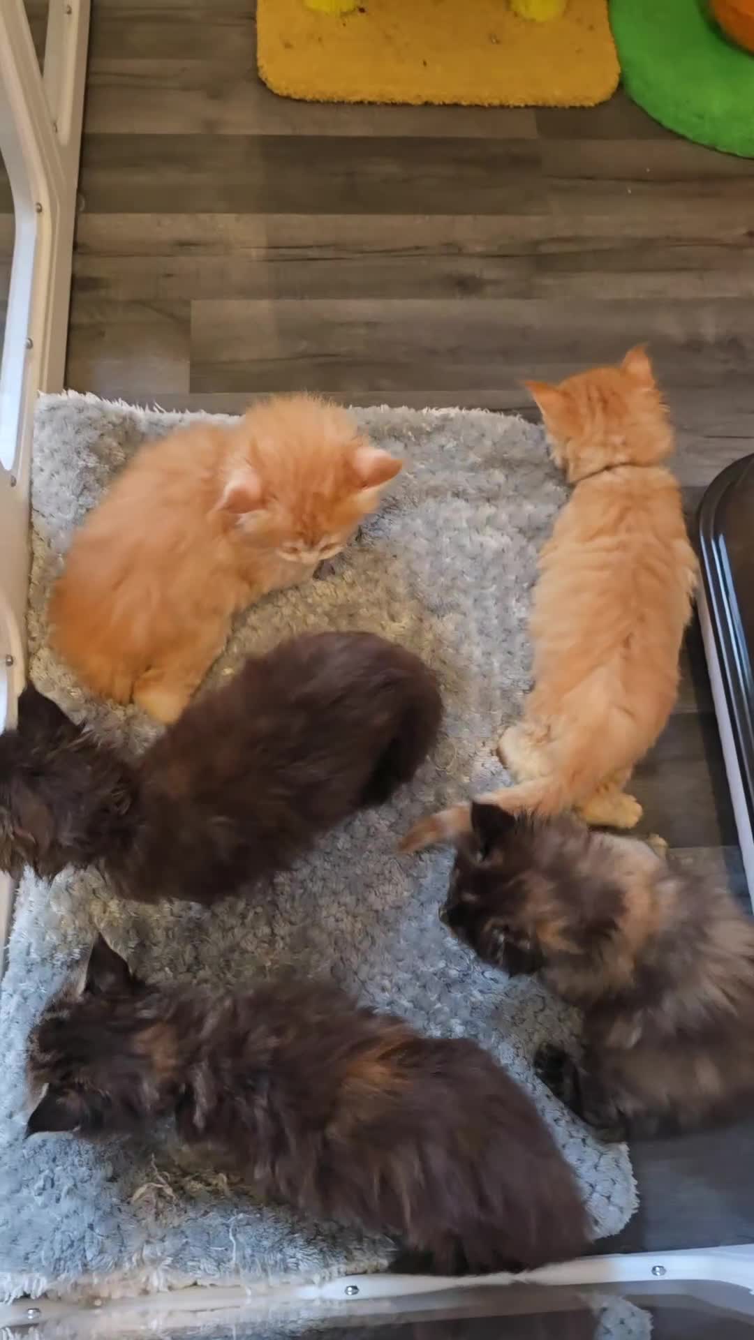 Maine Coon cats for sale: Maine Coon Kittens Tortie/Torbie Russian lines - Video 3