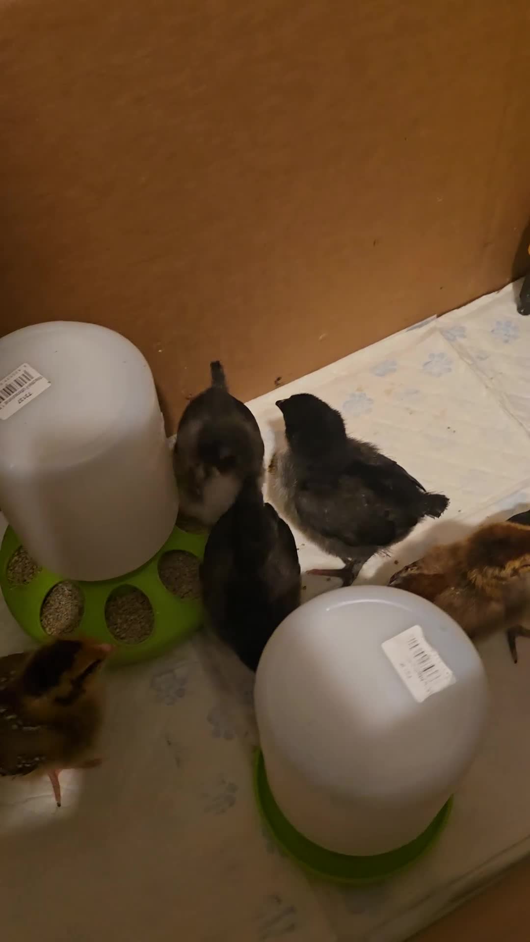 Mixed Breed birds for sale: 2 week old chicks  in Ferryhill - Video 1