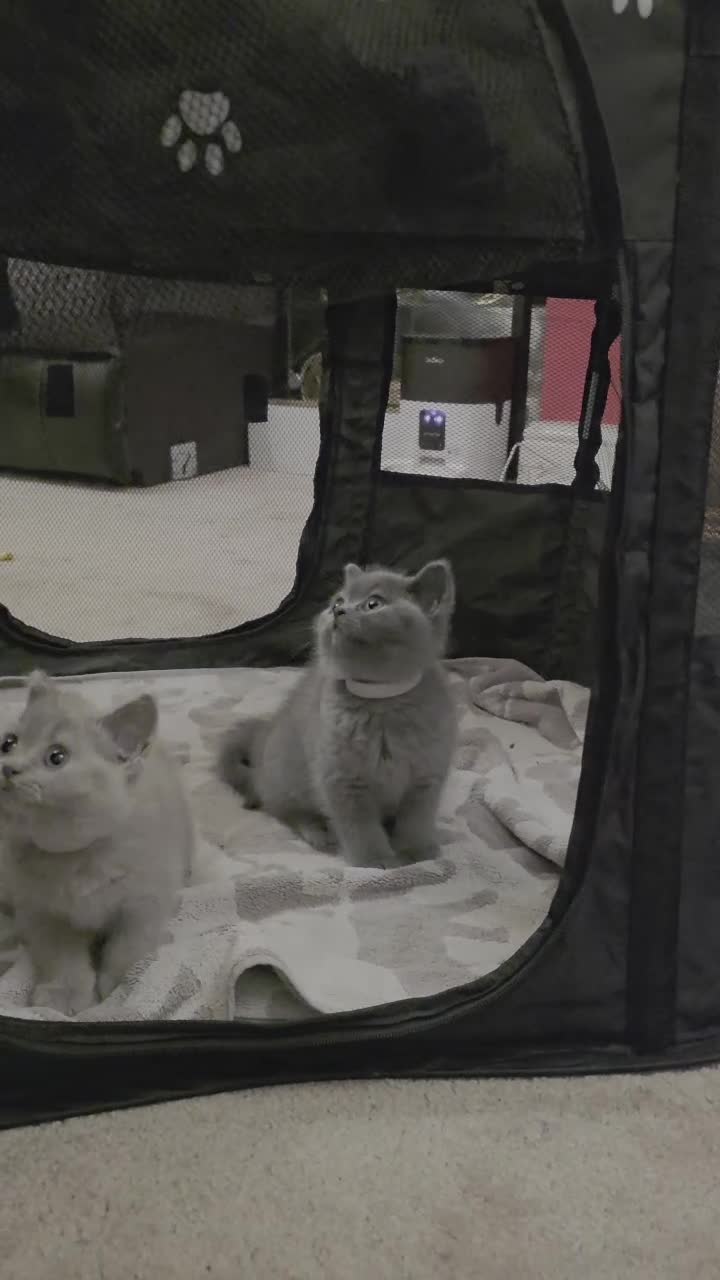 British Shorthair cats for sale: British Shorthair Pedigree Kittens - Lilac & Blue - Video 1