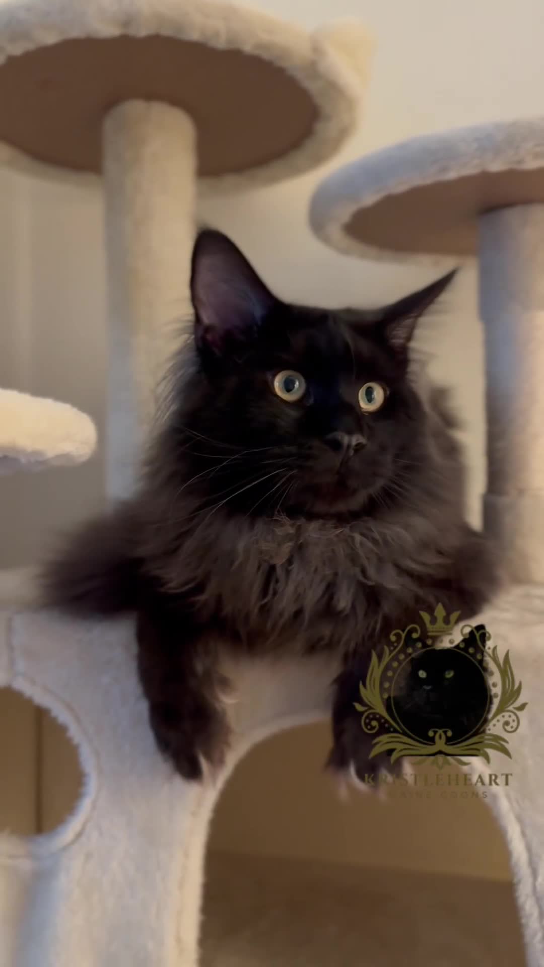 Maine Coon cats for stud: GCCF/TICA KING-SIZE STUD  in Dunfermline - Video 2