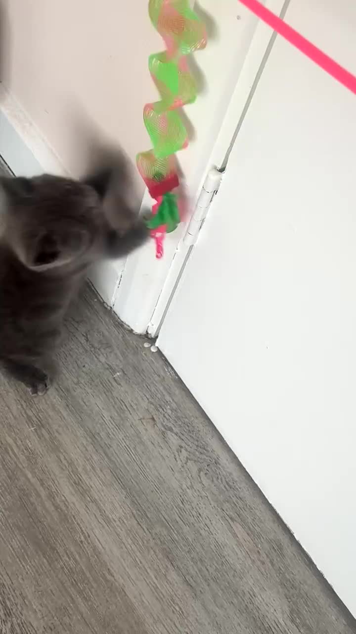 British Shorthair cats for sale: Gorgeous grey kitten £280 (with essentials)  - Video 1