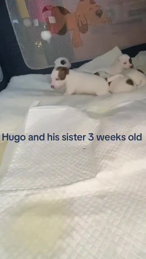 Jack Russell dogs for sale: 3 stunning girls  - Video 1